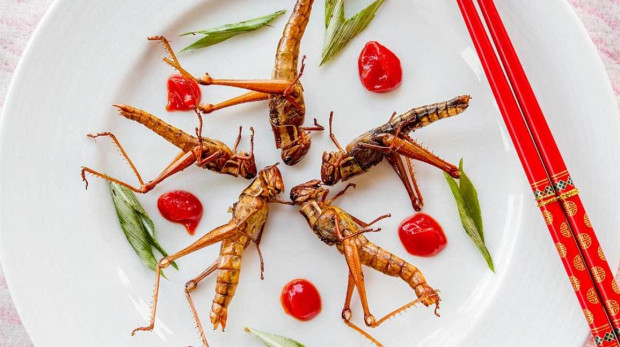 The best proteins are produced from insects?